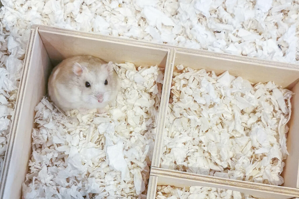 How to best sale own a hamster